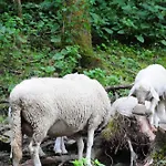 مزرعة للإقامة Farm Loger *
