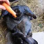 مزرعة للإقامة Farm Loger