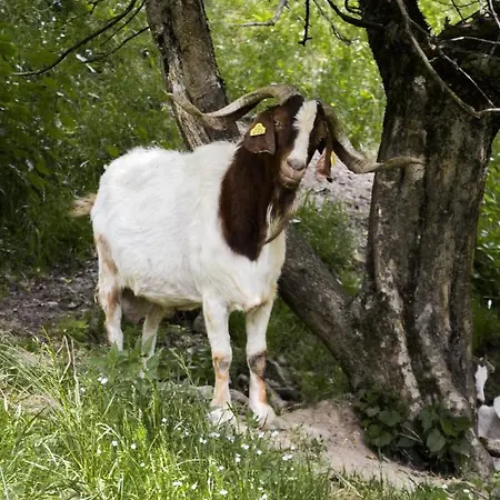 Farm Loger Vakantieboerderij