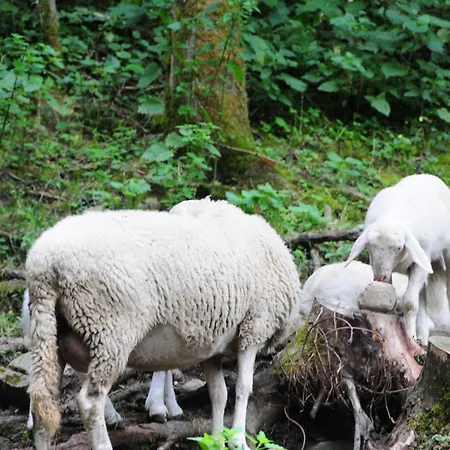 Vakantieboerderij Farm Loger *