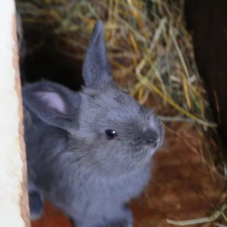 Farm Loger Vakantieboerderij Ljubno