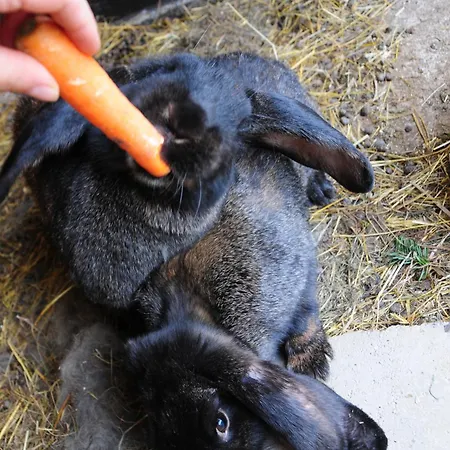 Feriegård Farm Loger