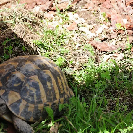 Farm Loger Vakantieboerderij *