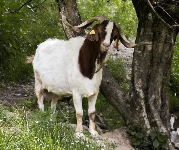 Farm Loger مزرعة للإقامة