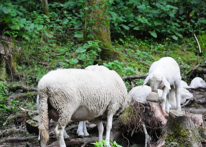 مزرعة للإقامة Farm Loger *