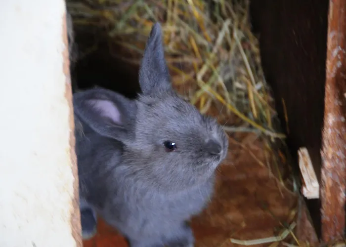 Farm Loger مزرعة للإقامة Ljubno