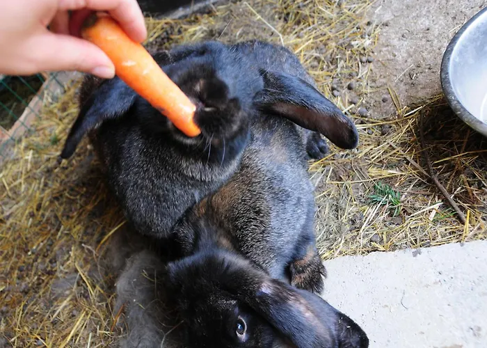 مزرعة للإقامة Farm Loger